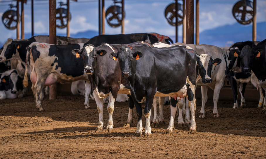 Different approaches for pre-calving transition management