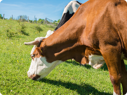 Cow grazing